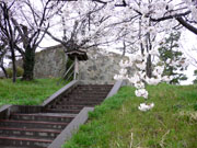 小松城と桜