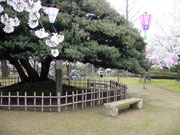 小松城と桜