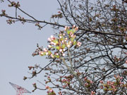松根城と桜
