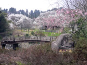 今石動城と桜