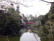 高岡城と桜