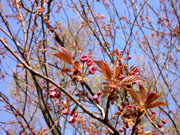 倶利伽羅の八重桜