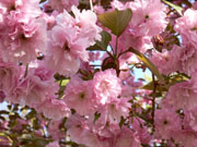 倶利伽羅の八重桜