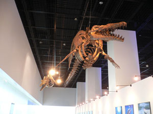 クジラが陸を歩いていた頃　福井県立恐竜博物館