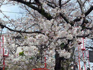 丸岡城桜まつり
