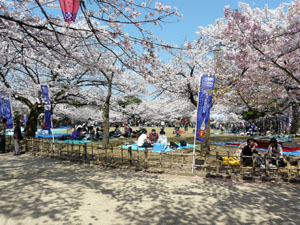 高岡古城公園　桜まつり