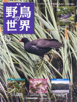 週刊野鳥の世界　第35号　バン