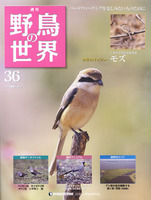 週刊野鳥の世界　第36号　モズ