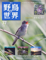 週刊野鳥の世界　第37号　オオヨシキリ