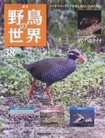 週刊野鳥の世界　第38号　ヤンバルクイナ