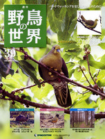 週刊野鳥の世界　第39号　ズアカアオバト