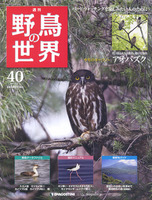 週刊野鳥の世界　第40号　アオバズク
