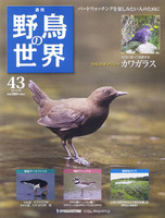 週刊野鳥の世界　第43号　カワガラス