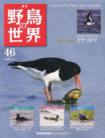 週刊野鳥の世界　第46号　ミヤコドリ