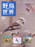 週刊野鳥の世界　第49号　シメ