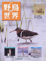 週刊野鳥の世界　第50号　タマシギ
