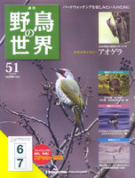 週刊野鳥の世界　第51号　アオゲラ