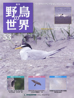 週刊野鳥の世界　第53号　コアジサシ