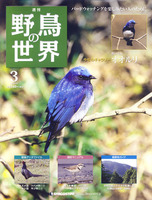 週刊野鳥の世界　第3号　オオルリ