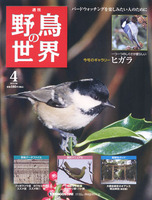 週刊野鳥の世界　第4号　ヒガラ