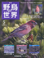 週刊野鳥の世界　第5号　ギンザンマシコ