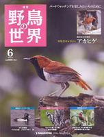 週刊野鳥の世界　第6号　アカヒゲ
