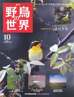 週刊野鳥の世界　第10号　キビタキ