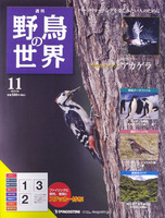週刊野鳥の世界　第11号　アカゲラ