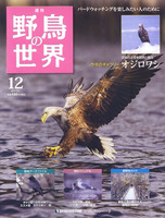 週刊野鳥の世界　第12号　オジロワシ