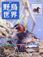 週刊野鳥の世界　第13号　カイツブリ