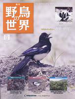 週刊野鳥の世界　第14号　カササギ