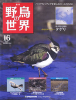 週刊野鳥の世界　第16号　タゲリ