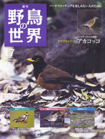 週刊野鳥の世界　第17号　アカコッコ
