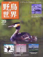 週刊野鳥の世界　第20号　カンムリカイツブリ