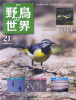 週刊野鳥の世界　第21号　キセキレイ