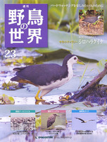 週刊野鳥の世界　第23号　シロハラクイナ
