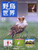 週刊野鳥の世界　第25号　エリマキシギ