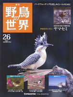 週刊野鳥の世界　第26号　ヤマセミ