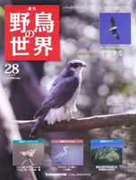 週刊野鳥の世界　第28号　オオタカ