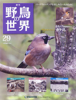 週刊野鳥の世界　第29号　カケス