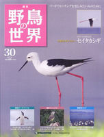 週刊野鳥の世界　第30号　セイタカシギ