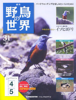 週刊野鳥の世界　第31号　イソヒヨドリ