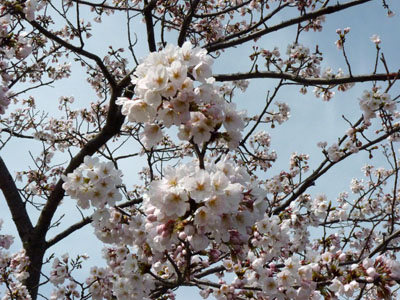 第６回能瀬川公園桜まつり