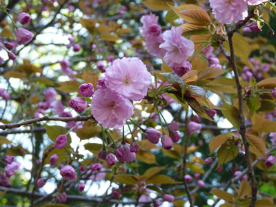 八重桜まつり・念仏赤餅つき