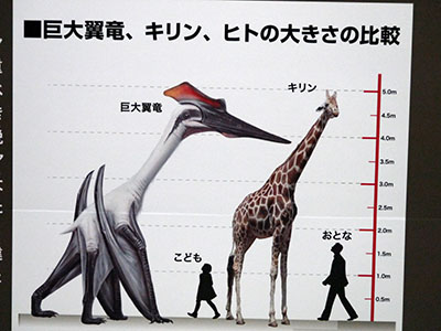 翼竜の謎　福井県立恐竜博物館