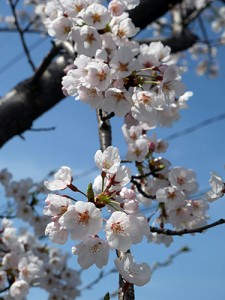 河北潟の桜