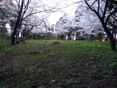 末森城の桜