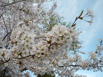末森城の桜
