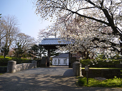 金沢城の桜
