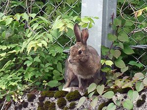 利賀川ダム